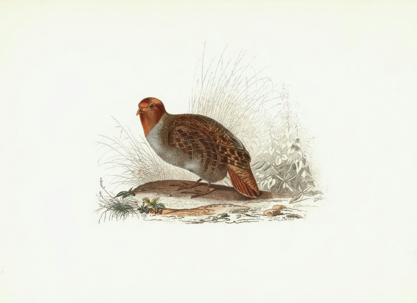 A hand-coloured engraving of a partridge