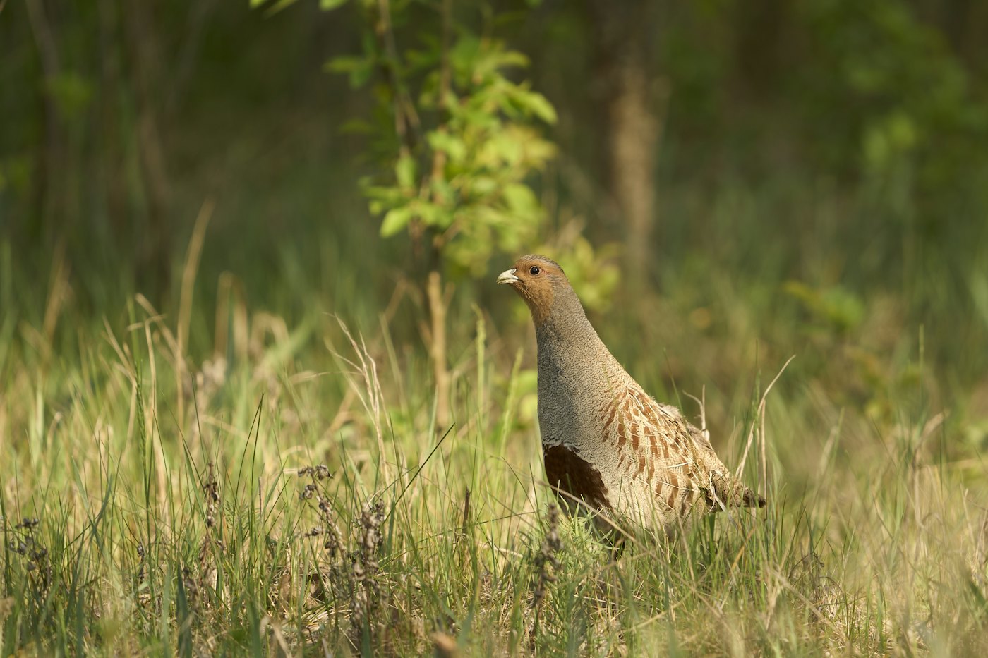 A partridge in long grass