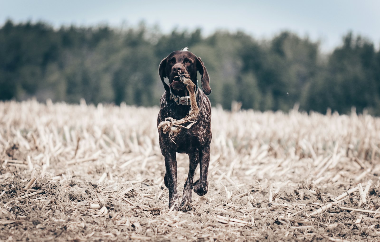 A gun dog retrieving a bird across a stubble field
