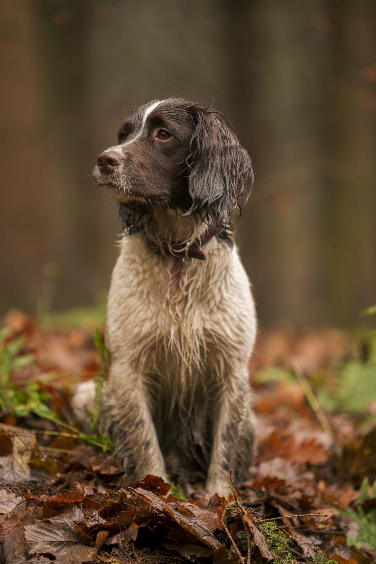 A springer spaniel sitting in autumn leaves